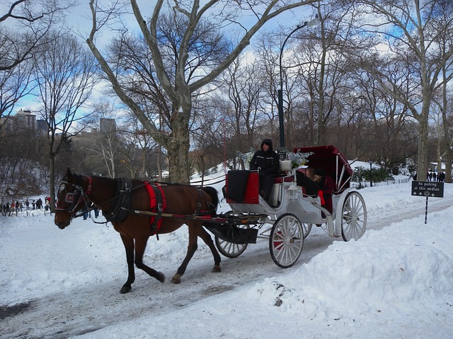 Buggy Rentals