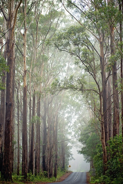 Adventure Trails