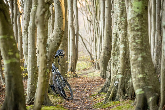 Bike Rentals