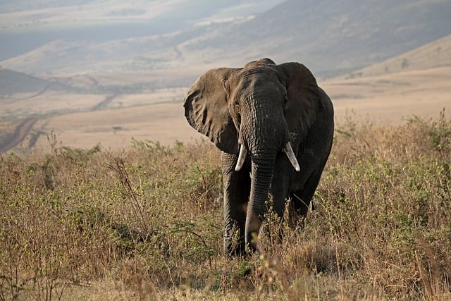 Book Desert Safari: Discover Literary Adventures in Sand