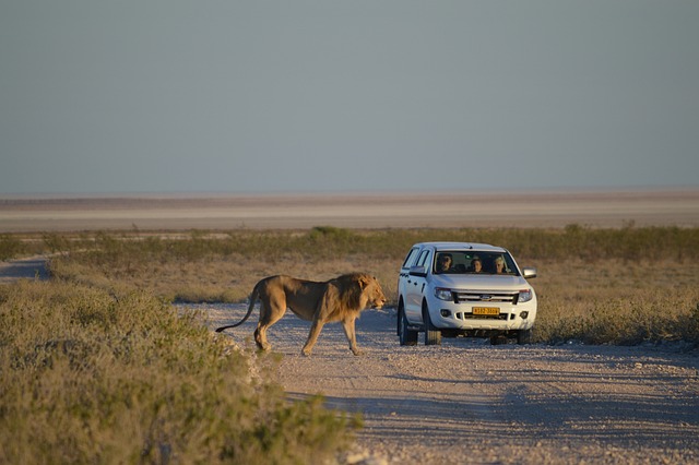 Book Your Ultimate Adventure: Discover Buggy Safari Now