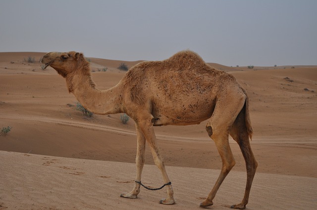 Reliable Buggy Sand Dunes Dubai Packages: Safe, Top-Feature Adventures This Season