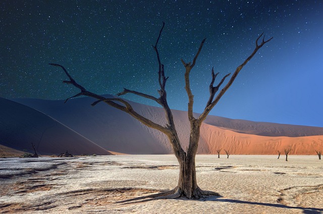 Uncover Dubai’s Desert Safaris: Budget-Friendly Adventures