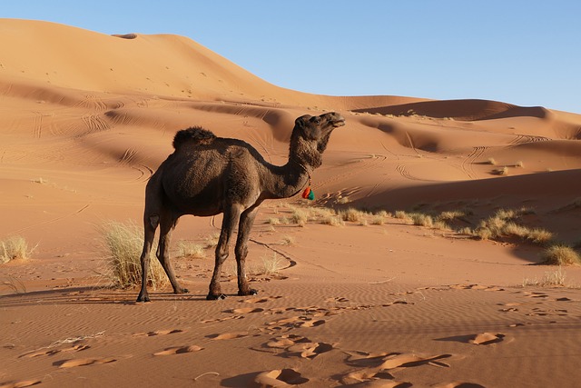 Desert Safari Dubai with Camel Riding