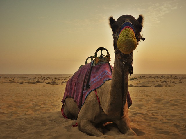 desert safari packages dubai