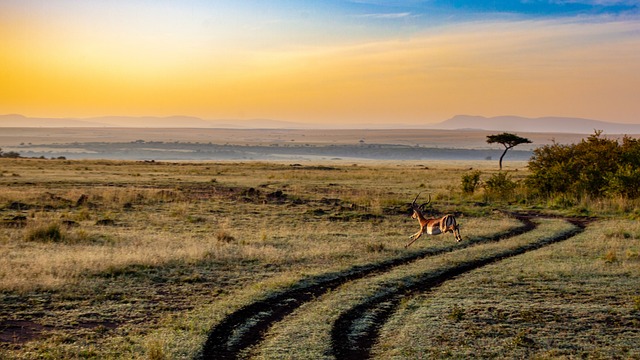 desert safari price