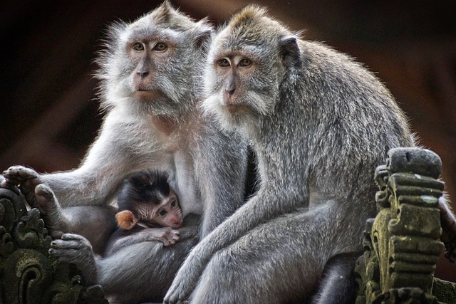 Family Tours