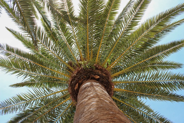 Palm Jumeirah