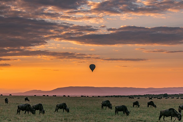 Premium Safaris