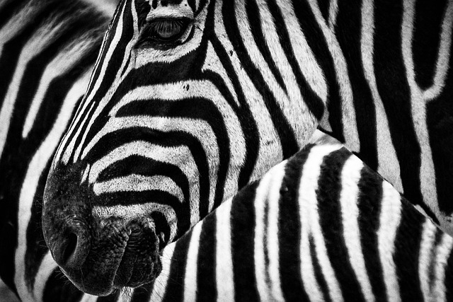 Premium Safaris