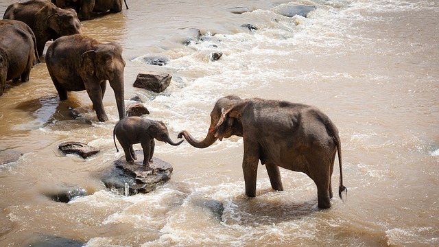 Premium Safaris
