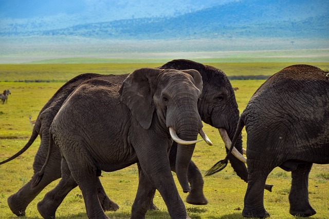 Premium Safaris