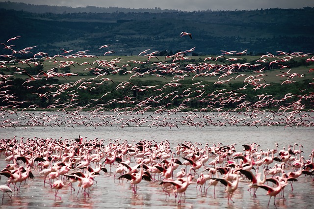 Premium Safaris