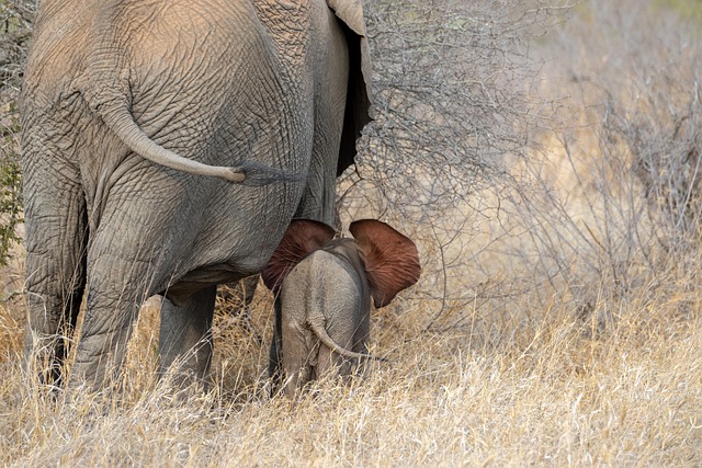 Premium Safaris