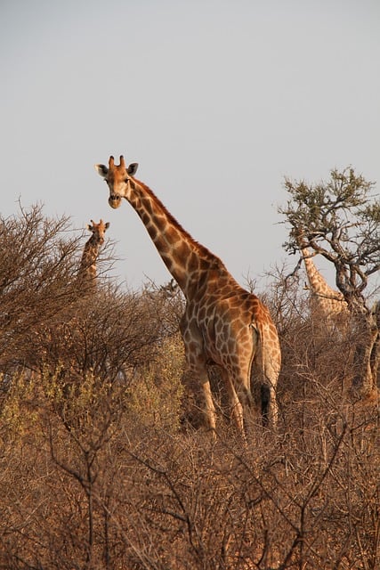 Unveiling the Cost of Private Desert Safari in Dubai