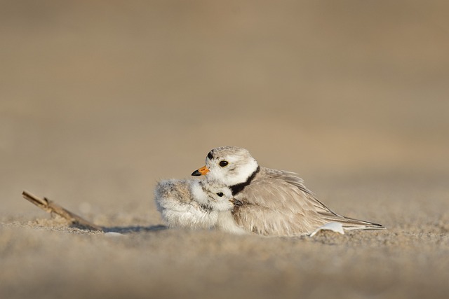 Sand Tours