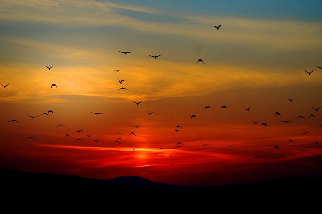 Explore Dubai’s Magic: Family-Friendly Sunset Dune Buggy Tours