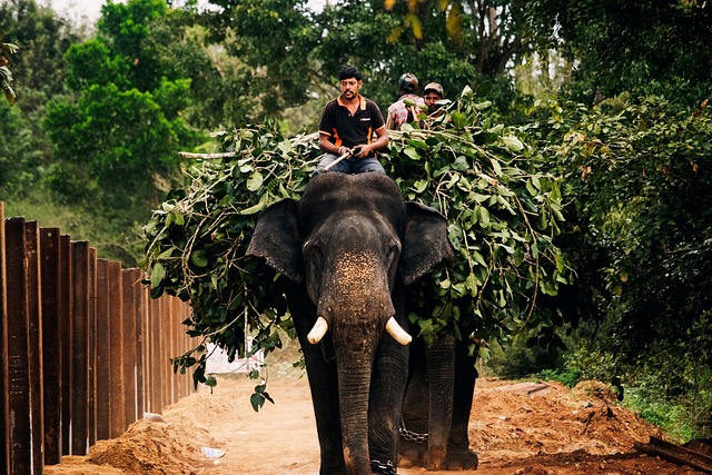 Thrilling Rides