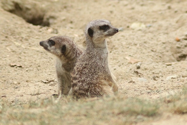 Adventure Desert Safari Dubai