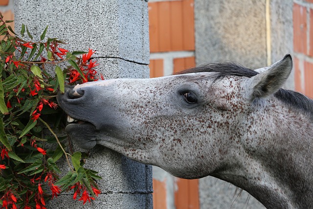 Arabian Ranches