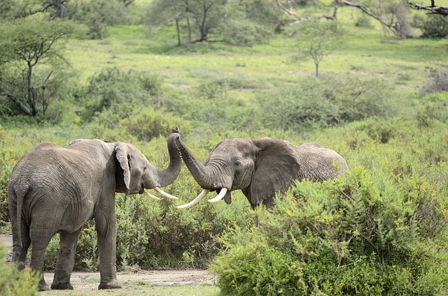 Book Your Dream Buggy Safari Tour: Dubai Adventures Unveiled