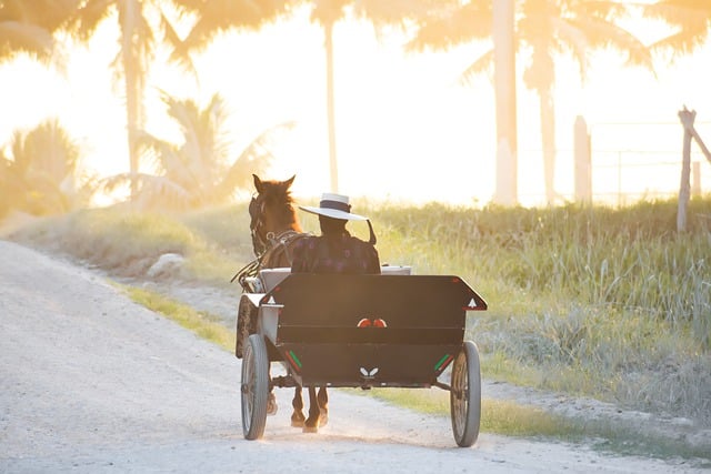 buggy tours