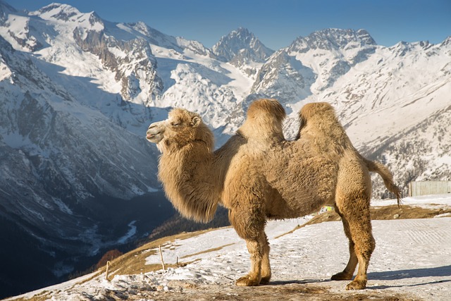 Camel Rides & Quad Biking: Adventures in Dubai’s Desert Legacy