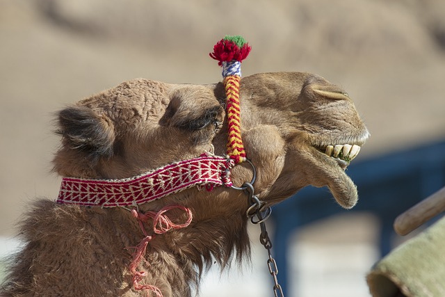 Camel Riding