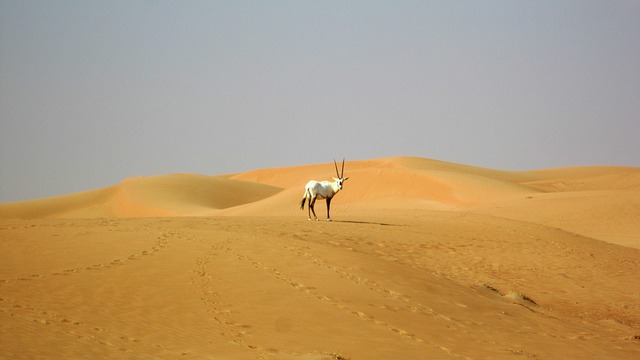 Desert Buggy Ride Dubai