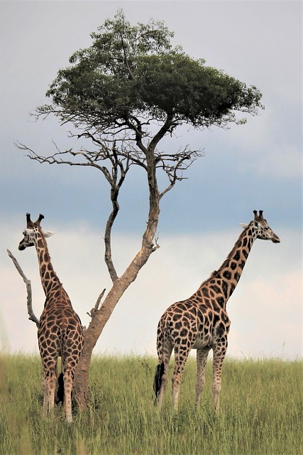 desert-safari-640x480-63904407.jpeg