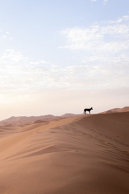 Dubai’s Desert Safari Bike Ride: Luxury Meets Adventure