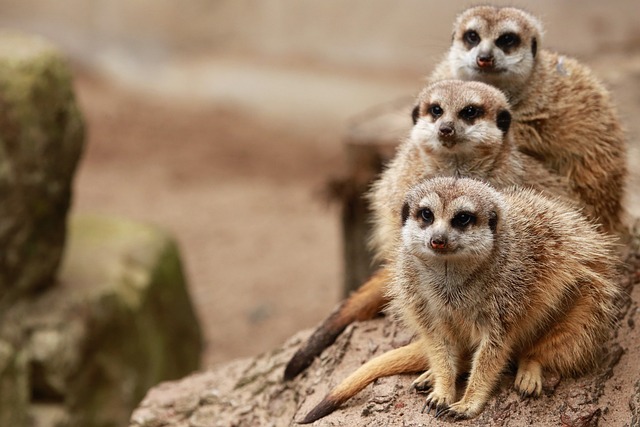 Experience Desert Safari on a Budget: Affordable Adventures Unveiled
