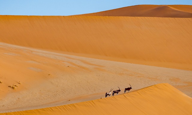 desert safari deal