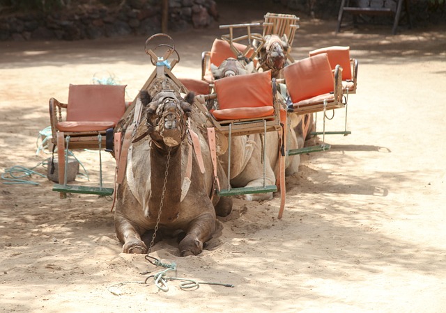 Desert Safari Dubai with Camel Riding