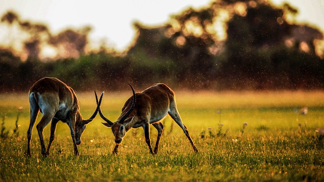 Experience Dubai’s Magic: Book Your Dream Desert Safari Package Now