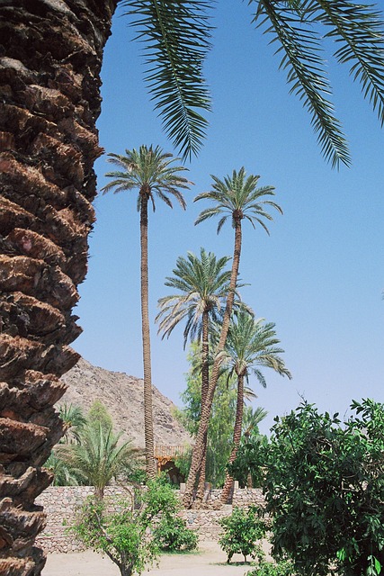Desert safari  Silicon Oasis