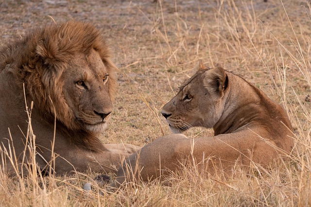 desert-safari-with-dinner-640x480-82202983.jpeg
