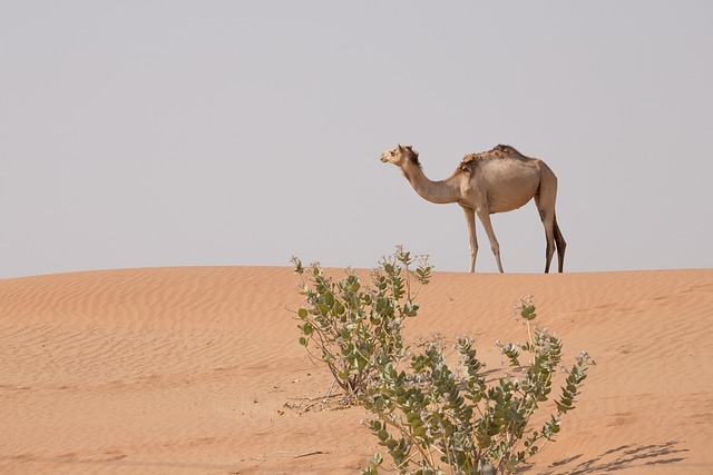 Desert Safari with Quad Biking Dubai