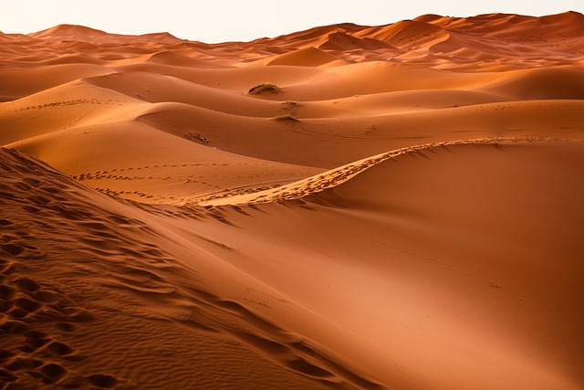 Unforgettable Evening Desert Safari with BBQ Dinner in Dubai: Tips for Selection