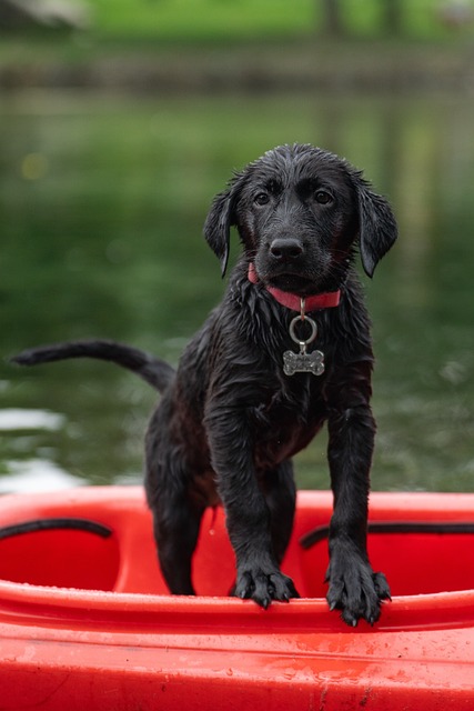 Optimise Your Kayak Trip: Check Hatta Kayak Timing Updates Regularly