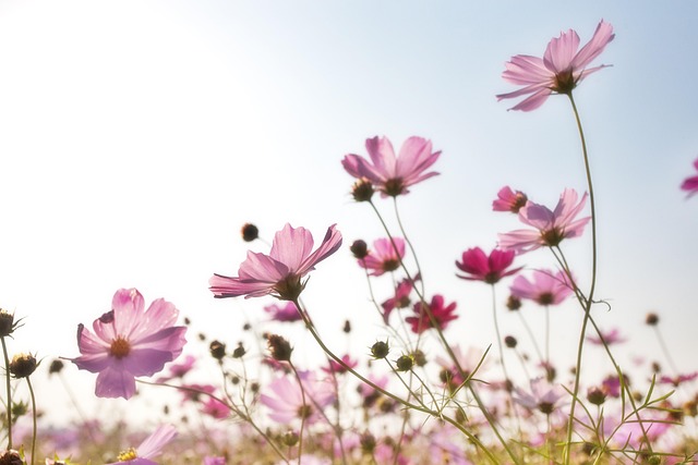 Discover Economical Pink Limo Rentals in Dubai: Style Meets Savvy