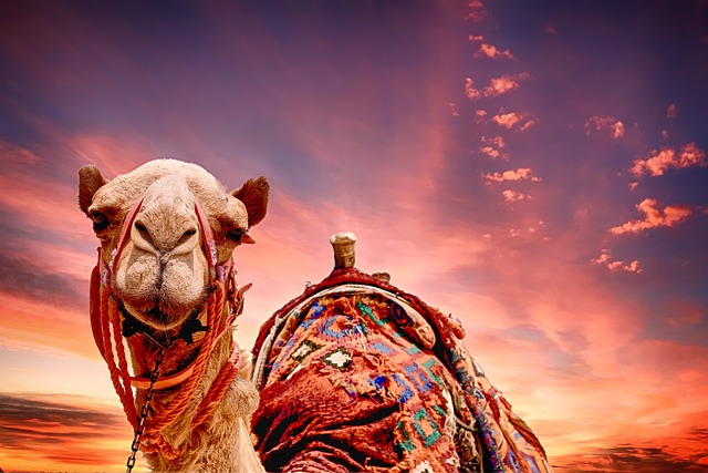 Quad Biking and Camel Riding Dubai