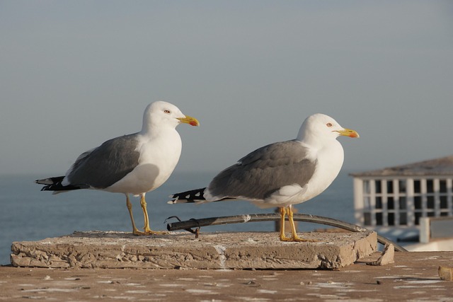 Reliable Recovery Dubai: Navigating Local Rehabilitation Options Near You
