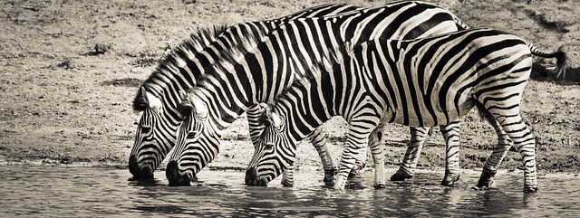 Safari