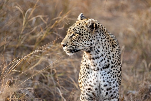 Safari