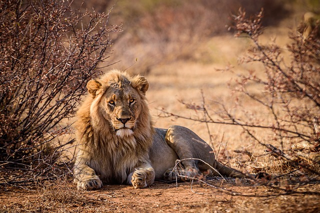 Safari