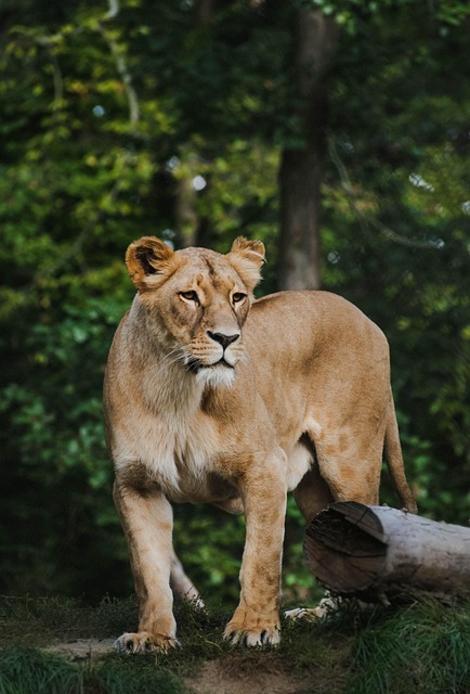 Safari