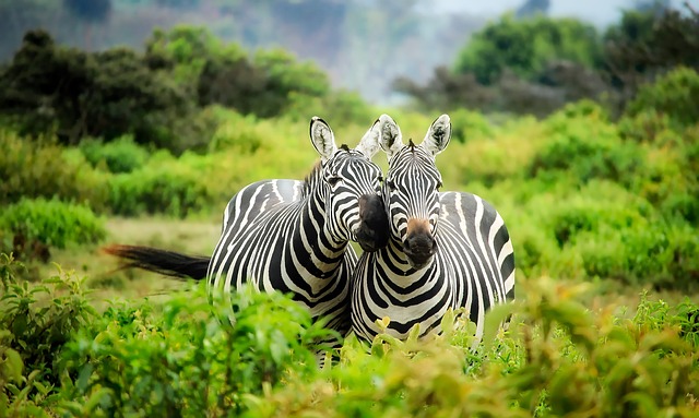 safari cheap