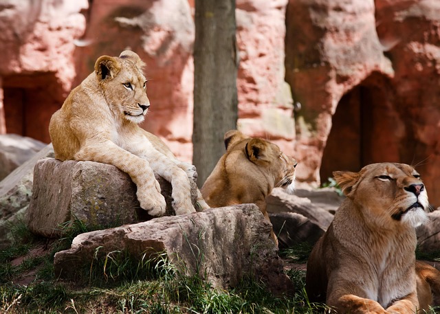 safari cheap