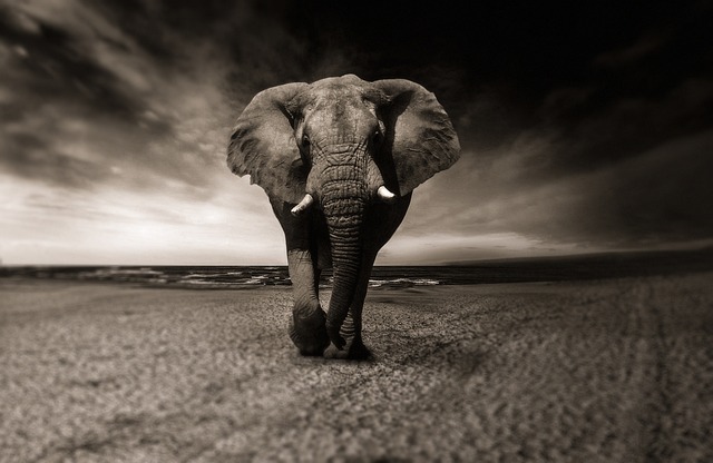 Dubai Safari Tickets: Unique Desert Adventures Unveiled